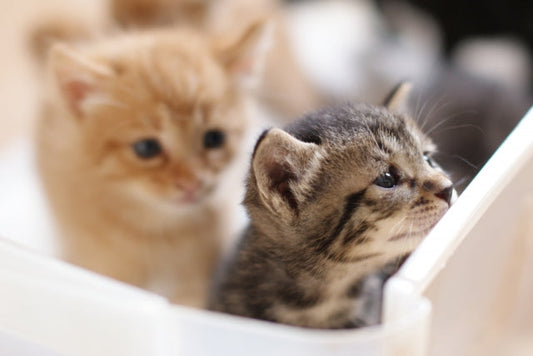 【2020年版】猫の名前ランキングを発表！今年はあの名前が人気だった！