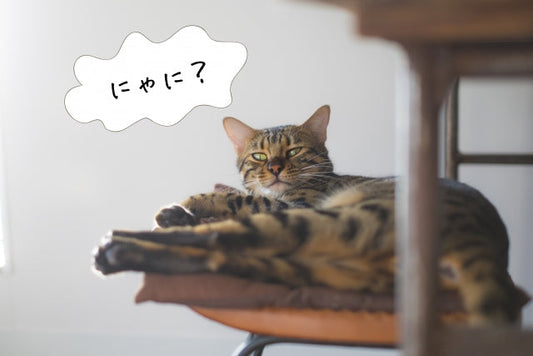 正月休みの疲れも吹き飛ぶ！絶対に読んでほしい猫が主役の漫画をご紹介★