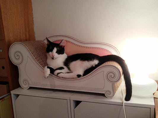 猫の体調が悪くなったときには？～脱水症状に注意です～