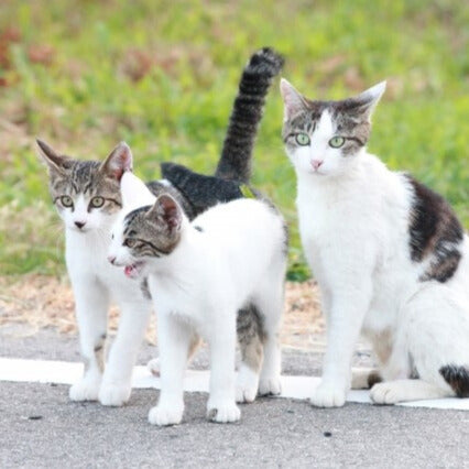 よく鳴く猫と鳴かない猫の違いってなに？鳴くor鳴かない子のそれぞれの特徴