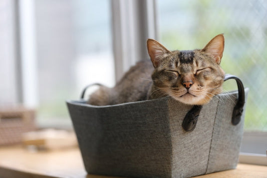 どうしていますか？猫さんの熱中症&お留守番対策。それと、お怒り対策も。