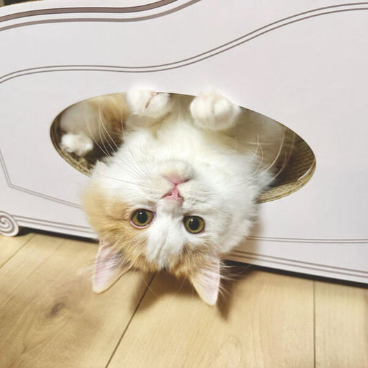 Basicの穴からひょっこり♪ラガマフィンのあんこちゃん