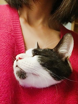 日本の猫、巨大化疑惑の真偽はいかに？？？