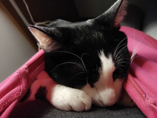 猫嫌いのフリのすゝめ