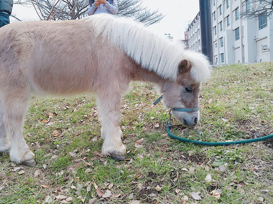 馬とお散歩～猫愛からの動物愛～