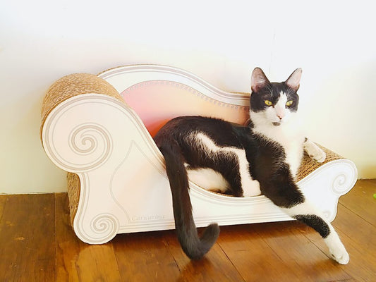 ペットの統合医療 その２