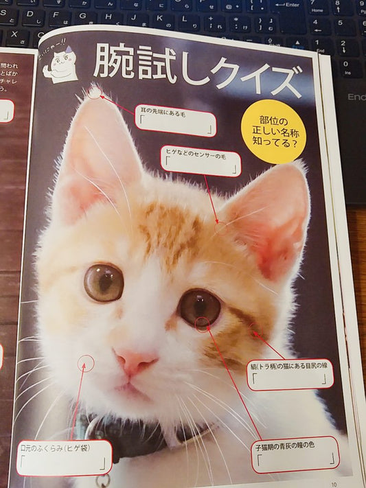 ねこ検定 ～腕試しクイズから総崩れ～