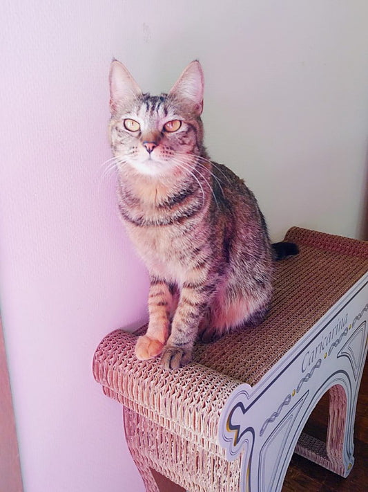 全国のカリカリーにゃん～イブちゃん＆リリィちゃん再び～