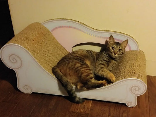 めざましテレビに猫の爪とぎソファが紹介！？4/4の朝はフジテレビをチェック