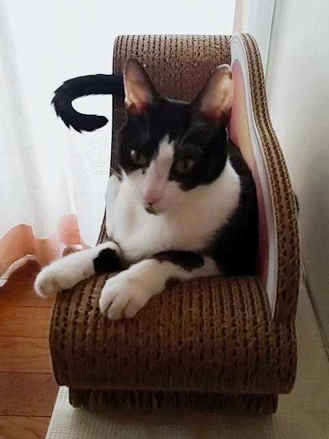 夏限定!! タイル張りのカリカリーナCoppo間もなく登場