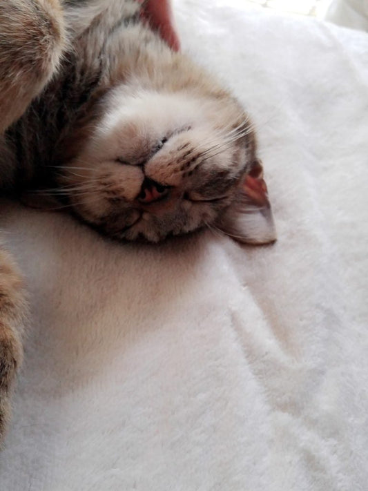 カリカリーナHPに猫ちゃんのお写真を載せませんか？