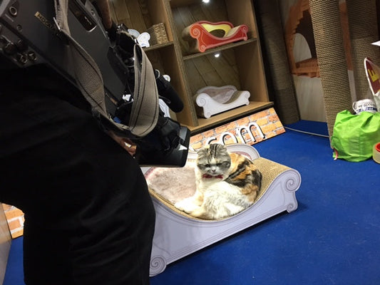 犬用ソファと認定できる使い心地、ドーダコーダSEAかば