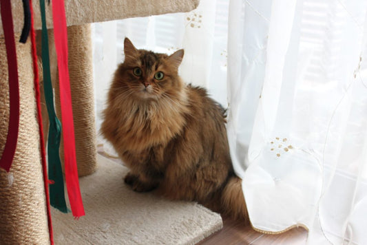 カリカリーにゃんに突撃!!～リリィちゃん・イブちゃん～