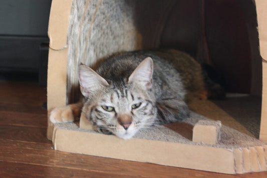 猫社員のごはんについて、あれやこれや