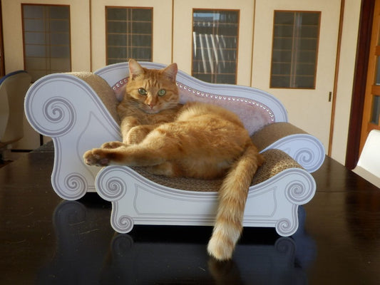 猫がとてつもなく怖かった私がKAI工場長に会って変わったこと