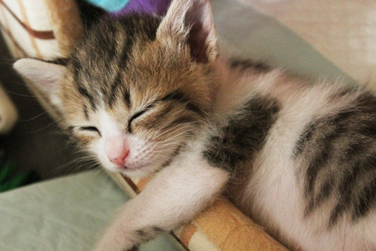 メリットいっぱい！猫のブラッシングの大切さについて