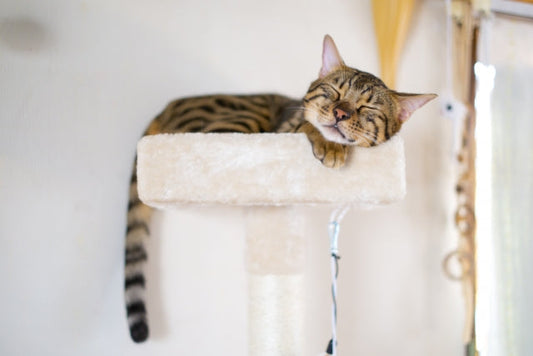 猫は高いところが大好き！その理由は・・・？