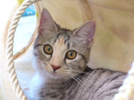 この夏に行きたい！猫イベント『ねこ休み展 夏 2019』のご紹介