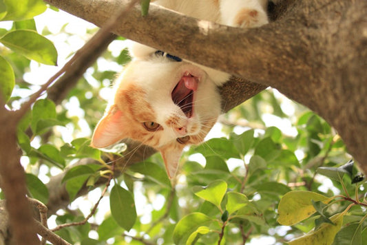 もう応募したかニャ？モデル猫さんの魅力を最大限に引き出す写真の撮り方は