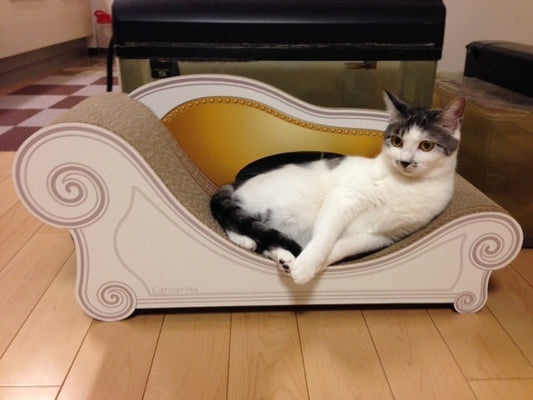 猫検定 はじまるそうです！