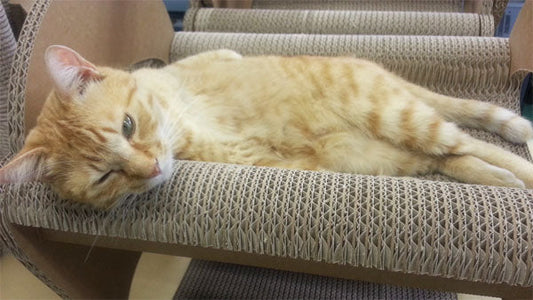 猫が爪とぎする理由は？爪とぎを選ぶときに覚えておきたい豆知識