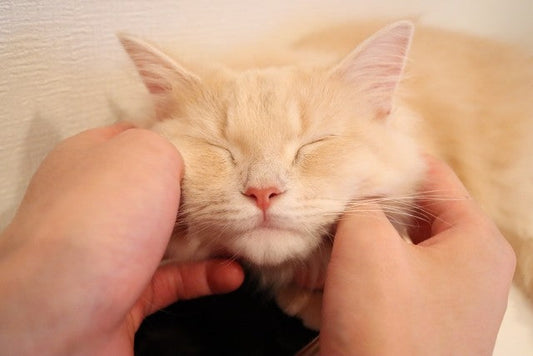 ミャオ効果で幸福度が爆上がり！？猫が人に与える凄い効果をご紹介