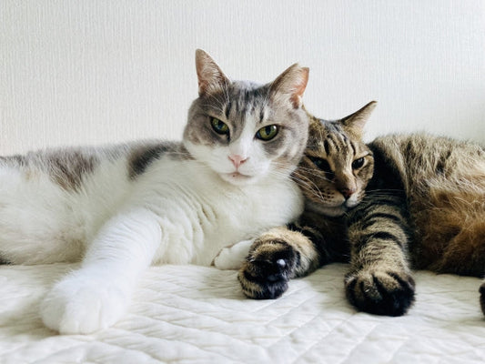 ８月８日は「世界猫の日」ということで、猫おやつを食べながら記念日について考察したニャ。