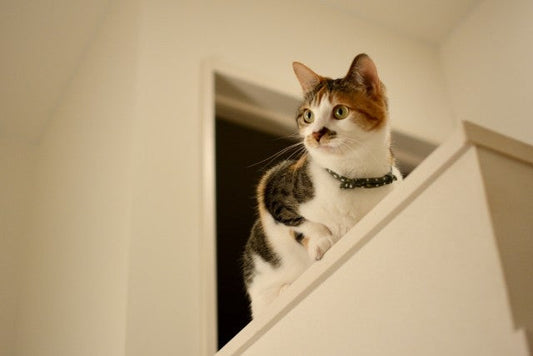 猫が運動しやすい室内環境はどう作る？猫の運動は五感の刺激が大切