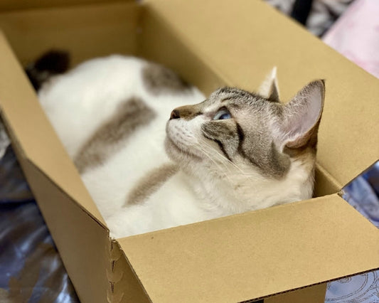 人を猫にするダンボールに巡り合ったとき、 あなたはカリカリせずにいられますか？