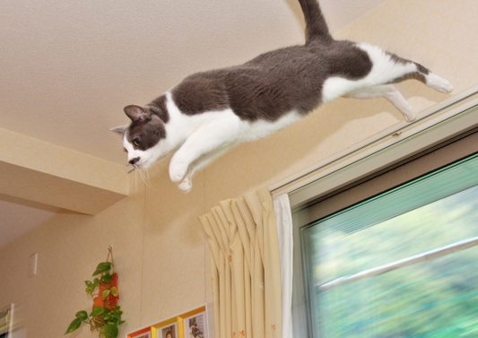 猫の真空行動って何？原因や対処法を知ってストレスフリーな環境を整えよう