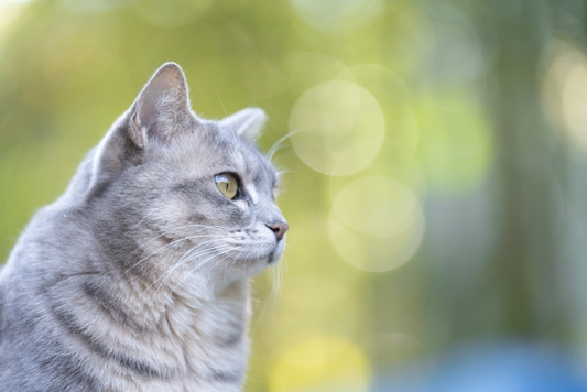 猫の目を見れば気持ちが理解できる？目の形で猫の感情が読み取れるかも！