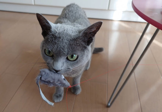 嬉しいけど困った贈り物No. 1は、「猫さんからのおみやげ」って人、多いんじゃニャイ？