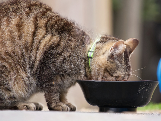 猫に必要な栄養は「ネズミ丸ごと1匹分」。トッピングごはんのすすめ