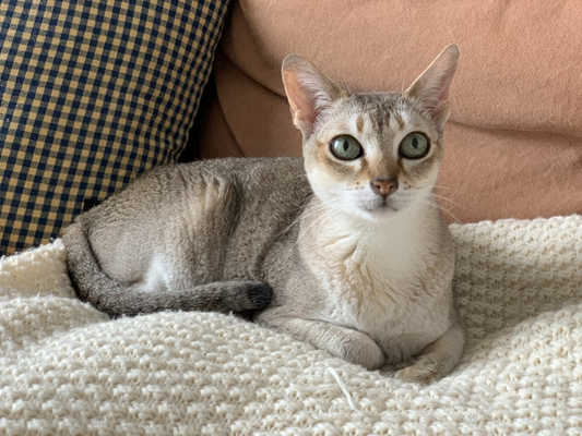 シンガプーラって本当にかわいい！世界最小猫種の魅力に迫ります！