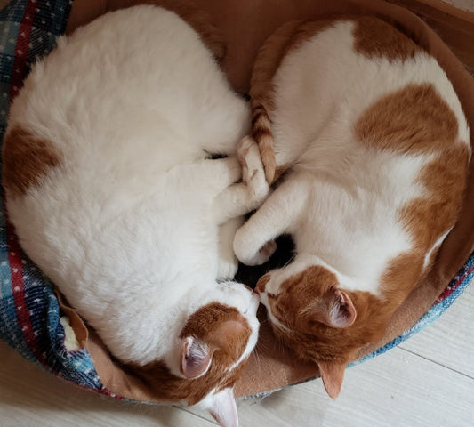 一年で一番ソワソワするのは、猫とチョコと猫の日のせいなんニャ。