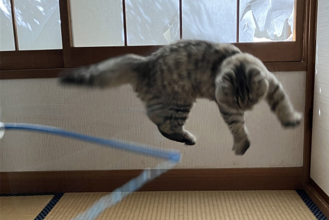 走る、跳ぶ、キャッチする！猫なら、オリンピックのかなりの競技で