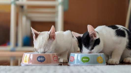 成長に合わせた猫の食事 ～子猫・成猫・高齢猫ごとに解説～