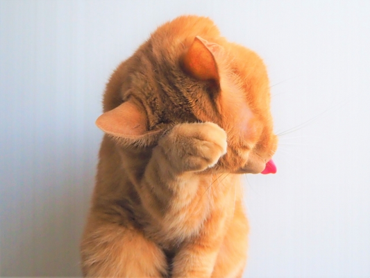 猫が見せる「ごめんね」のサイン5つ！こんな仕草や行動は反省している証かも？