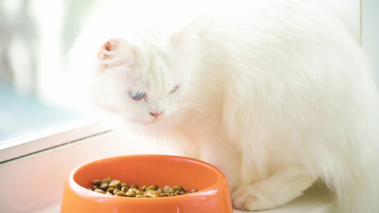 猫の食事はどうあげる？ごはんの時間や回数、食事にまつわる猫の習性を解説