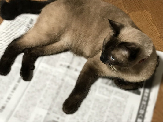 全世界で、猫にしか許されていないことがあったんニャ！しかも、全人類を救えるかもしれニャいぞ〜