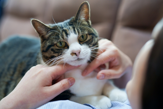 中医学で考える猫の食事｜五行タイプごとのおすすめ食材や注意点も紹介