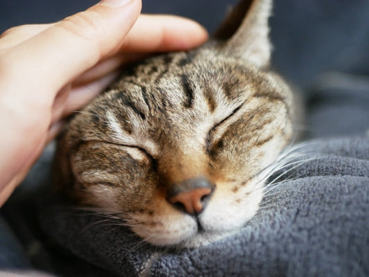 猫を飼う前に考えること〜猫の十戒〜 これを実践したら、絶対幸せになっちゃうニャン⁉