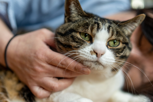 中医学で考える猫の食事｜氣・血・津液をもとにした体質チェック