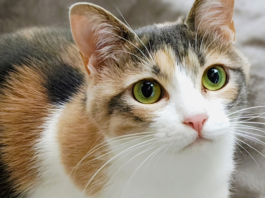 全ての行動にはワケがある！猫のおもしろい習性や謎行動の理由を解説！