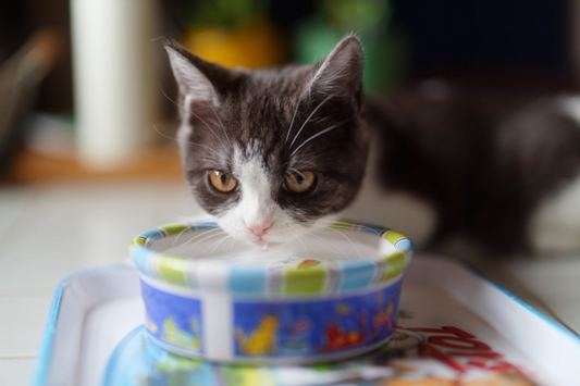 猫の脱水、どう見分ける？おうちでできるチェックポイント