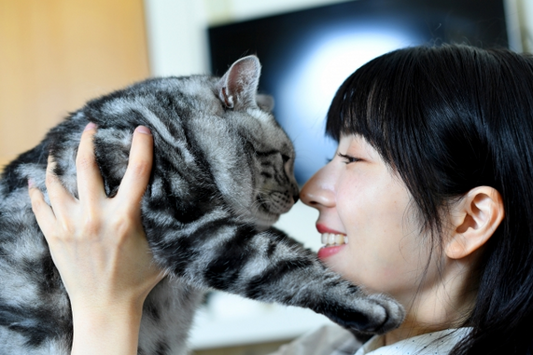 猫が好きなこと5つ｜猫が喜ぶことを知って距離を縮めよう