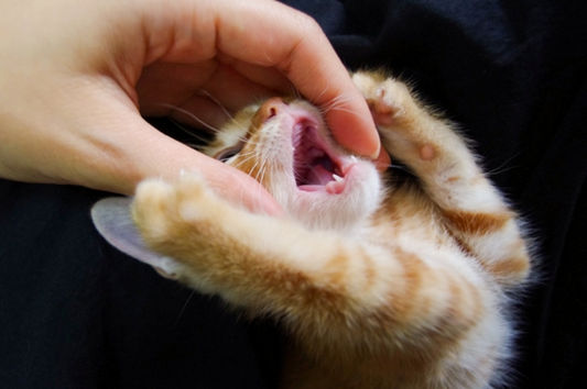 猫の口の中の健康チェックの仕方と歯磨きのポイント