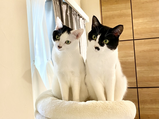 猫の気持ちがわかる！？しっぽや耳など猫の体の動きを見て絆を深めよう