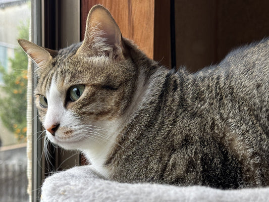 猫の恩返しは倍返しを超え、さらに無限ループへと突入ニャ！