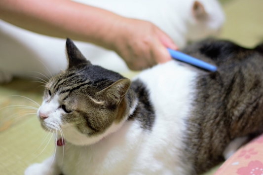 猫の毛玉ケア｜ブラッシングの重要性とポイントを解説